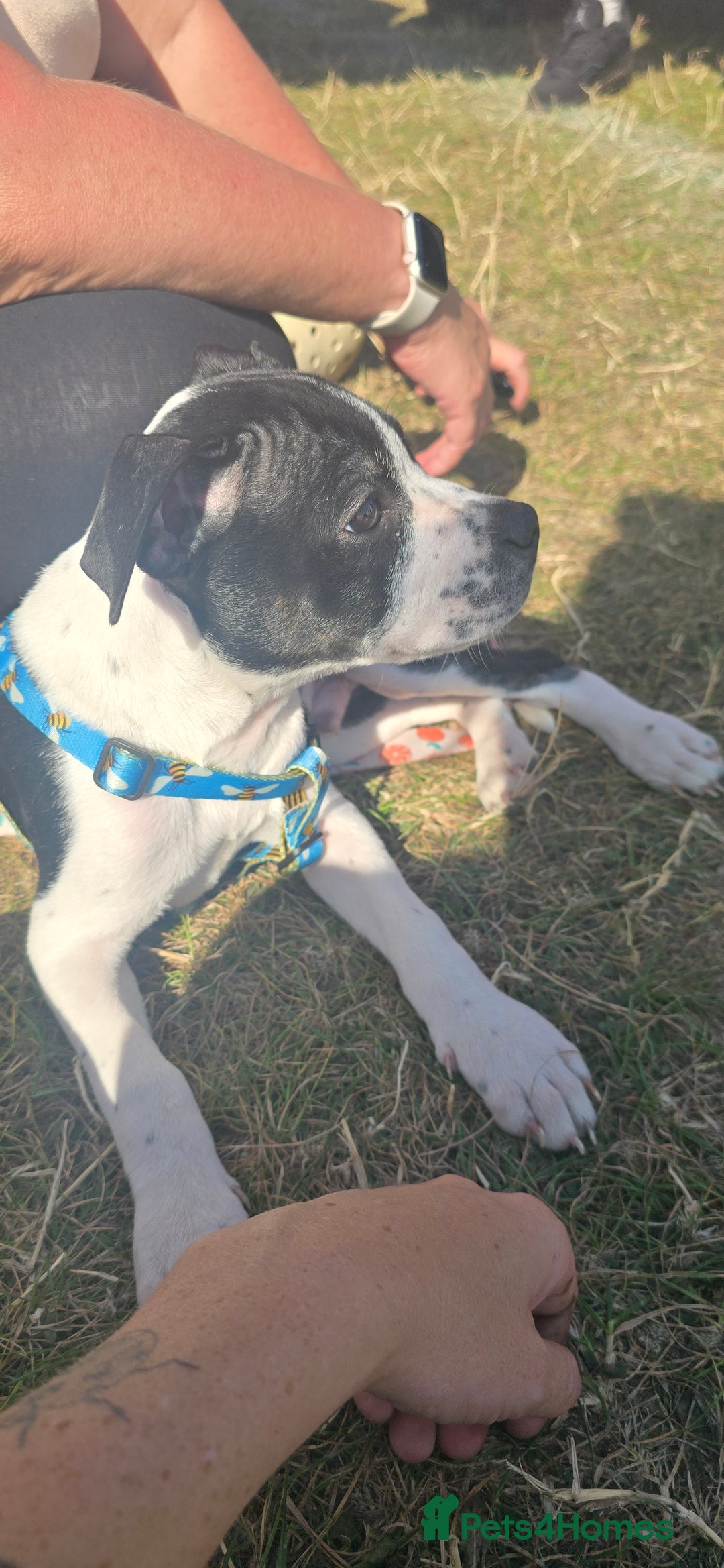 Mixed Breed dogs for sale: Absolutely gorgeous oreo - Image 1