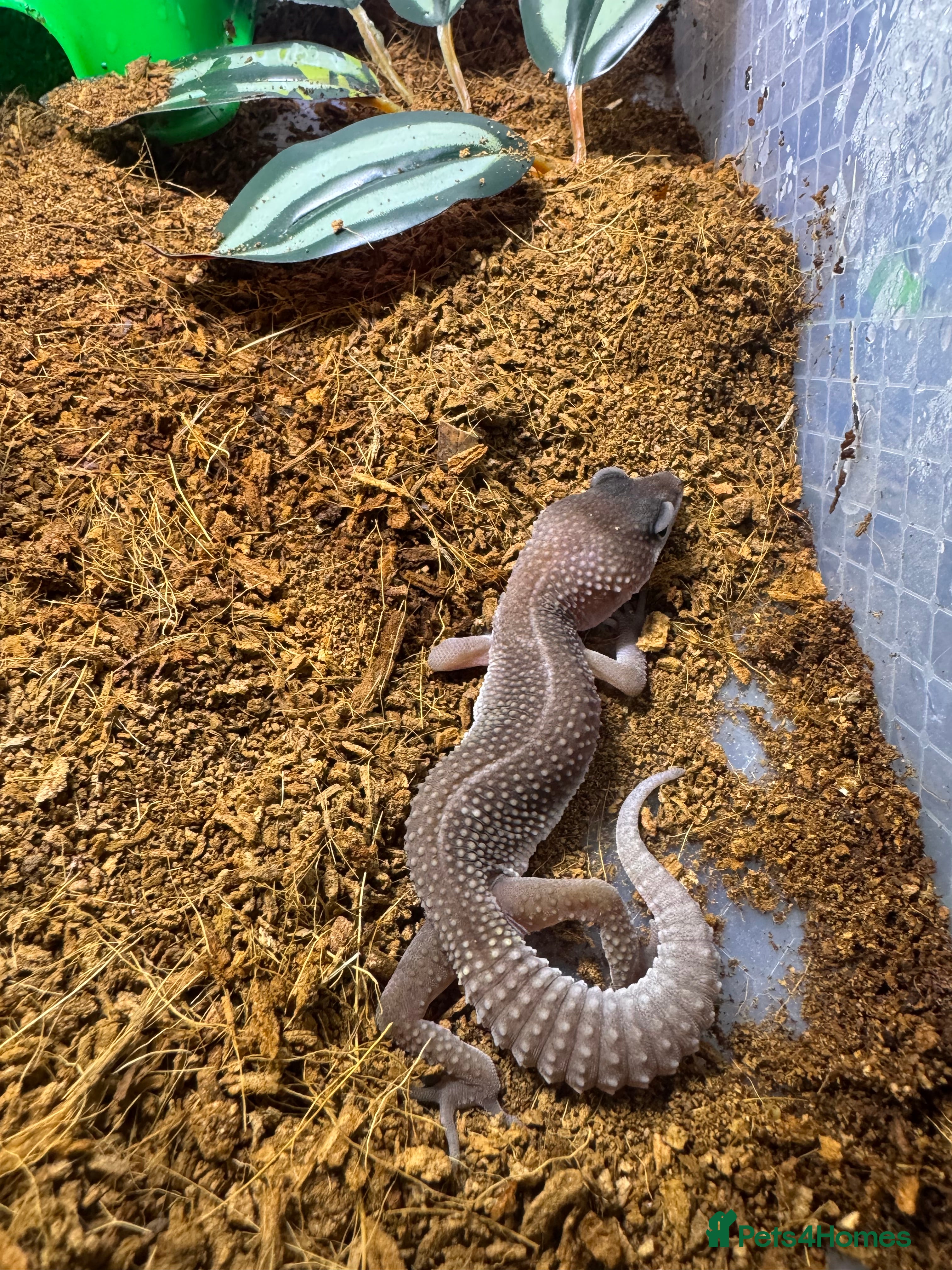 Gecko reptiles Leopard geckos CB 2025  - Advert 2