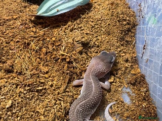 Gecko reptiles Leopard geckos CB 2025 - Advert 2