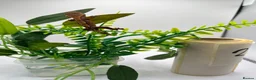 Gecko reptiles for sale: Crested and chahouas geckos - Advert 18