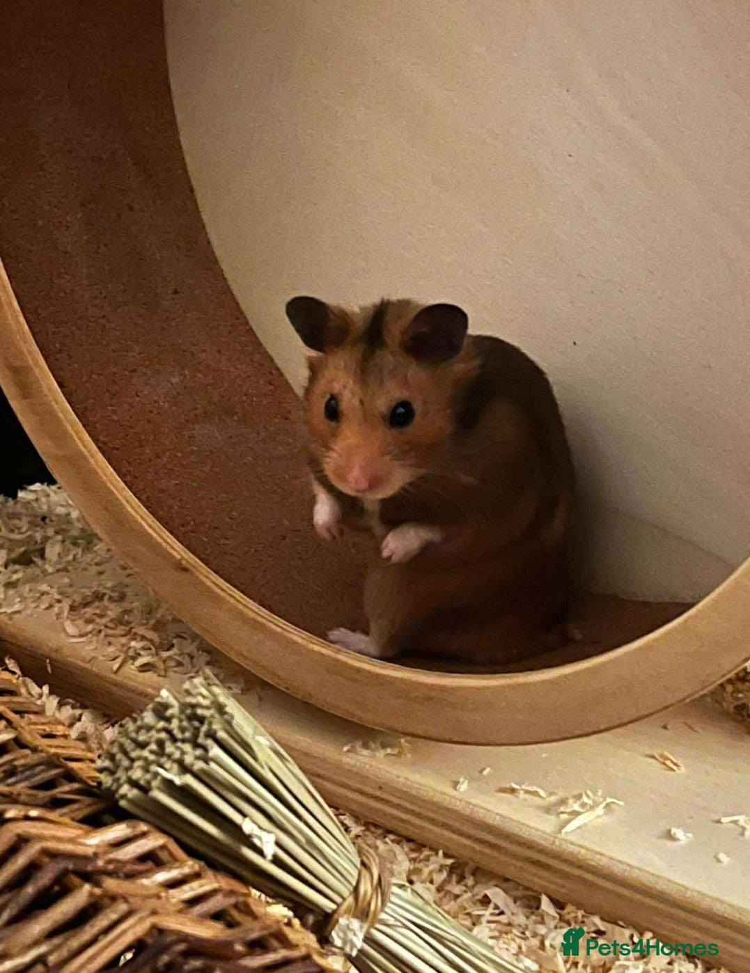 Hamster rodents Hamster for adoption  - Advert 17