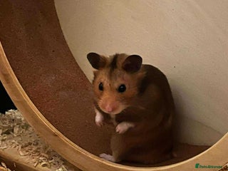 Hamster rodents Hamster for adoption - Advert 17
