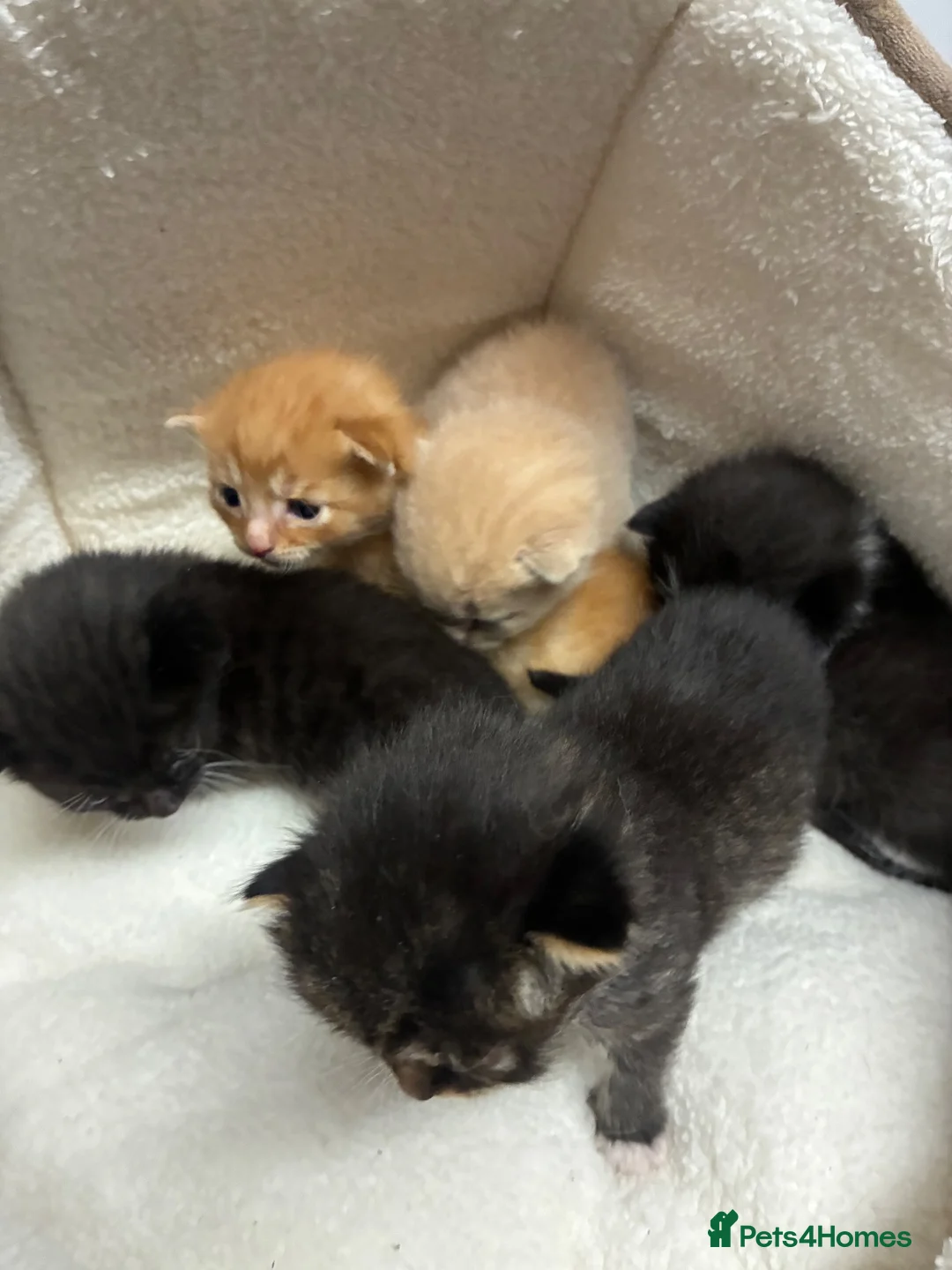 Mixed Breed cats for sale: Kittens looking for there forever homes in Farnham - Advert 11