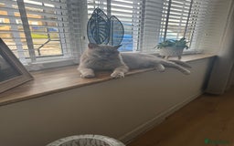 British Shorthair cats for sale: 6 year old British blue - Image 6
