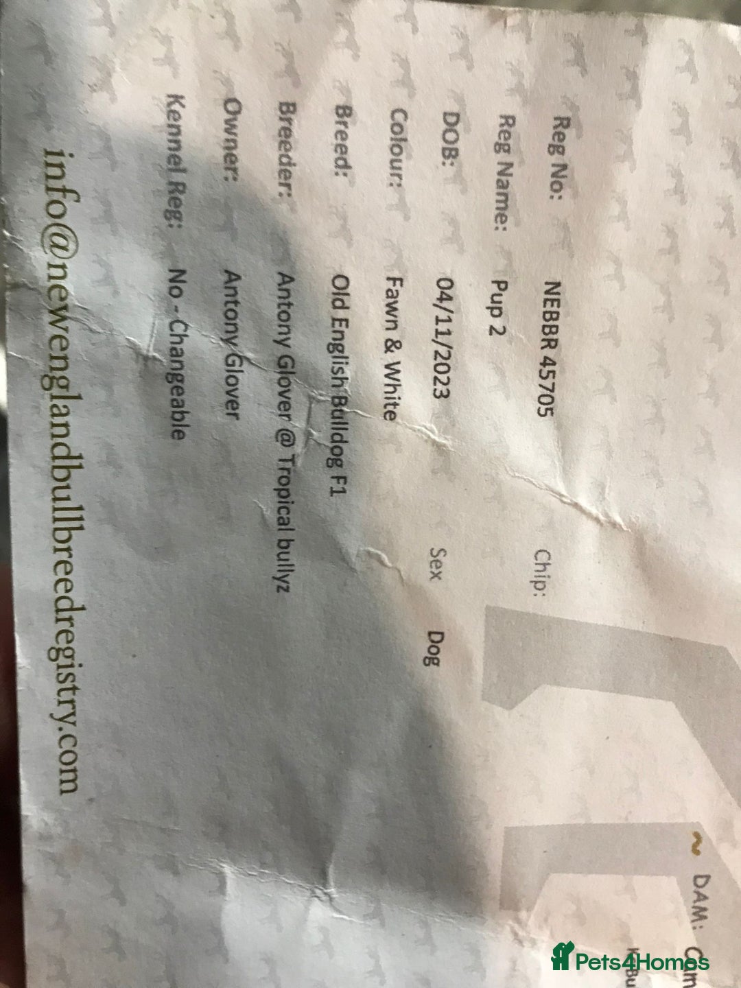 Olde English Bulldogge dogs for sale: Beautiful OE Bulldog needing a new home - Advert 3