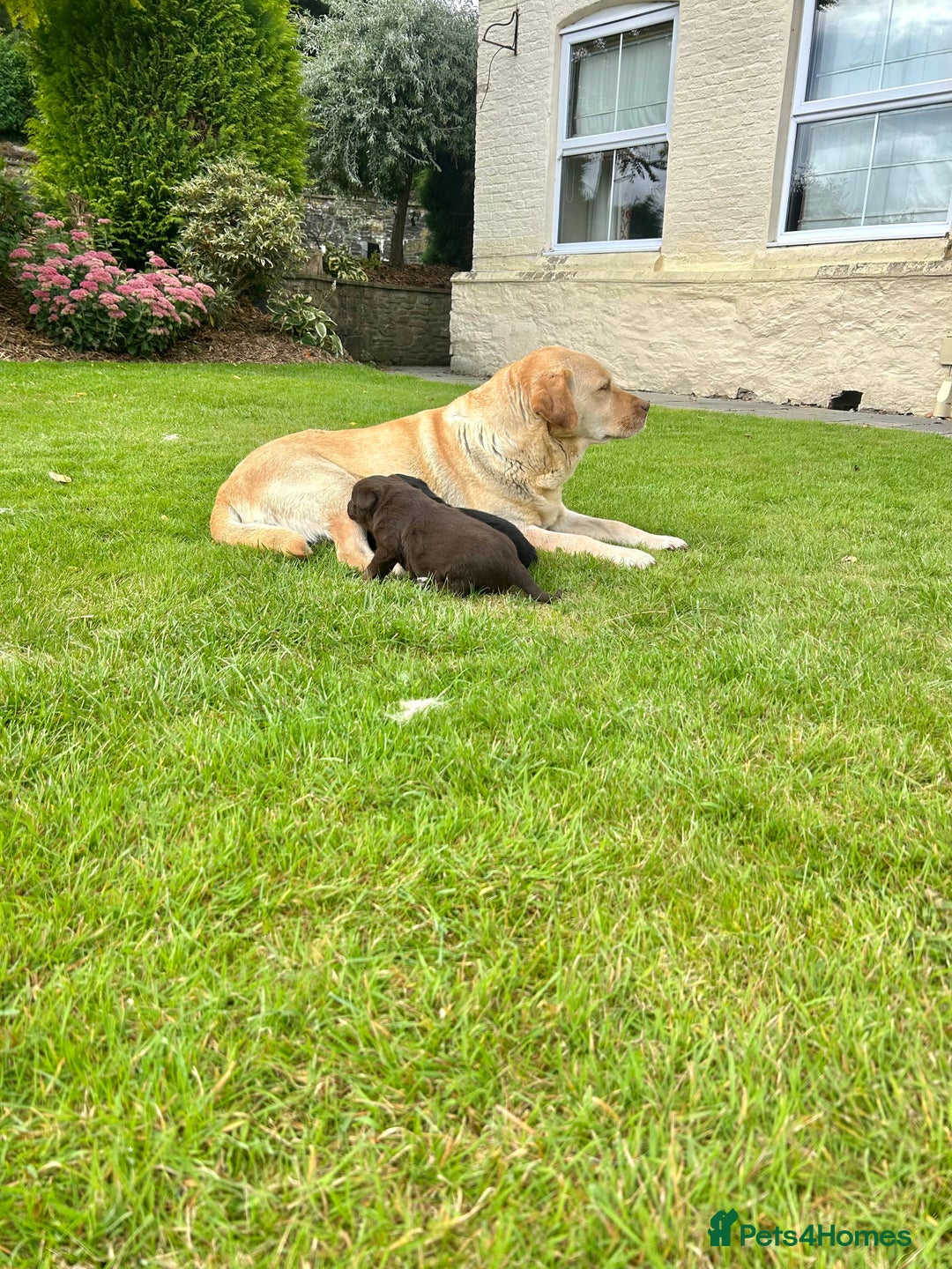 Borador dogs for sale: Borador Puppies  - Image 9