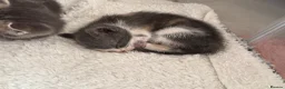 British Shorthair cats for sale: PLEASE READ ADVERT LAST TWO FEMALE KITTEN’S LEFT  - Advert 5
