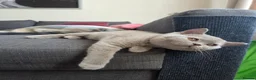 British Shorthair cats for sale: Gccf reg. British Shorthair Lilacs,Black - Advert 3