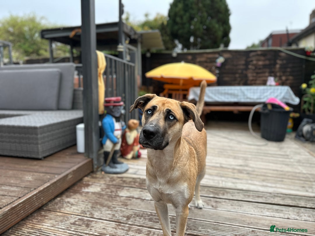 Shepsky dogs for sale: Beautiful Bitch for adoption we don’t want money - Image 19