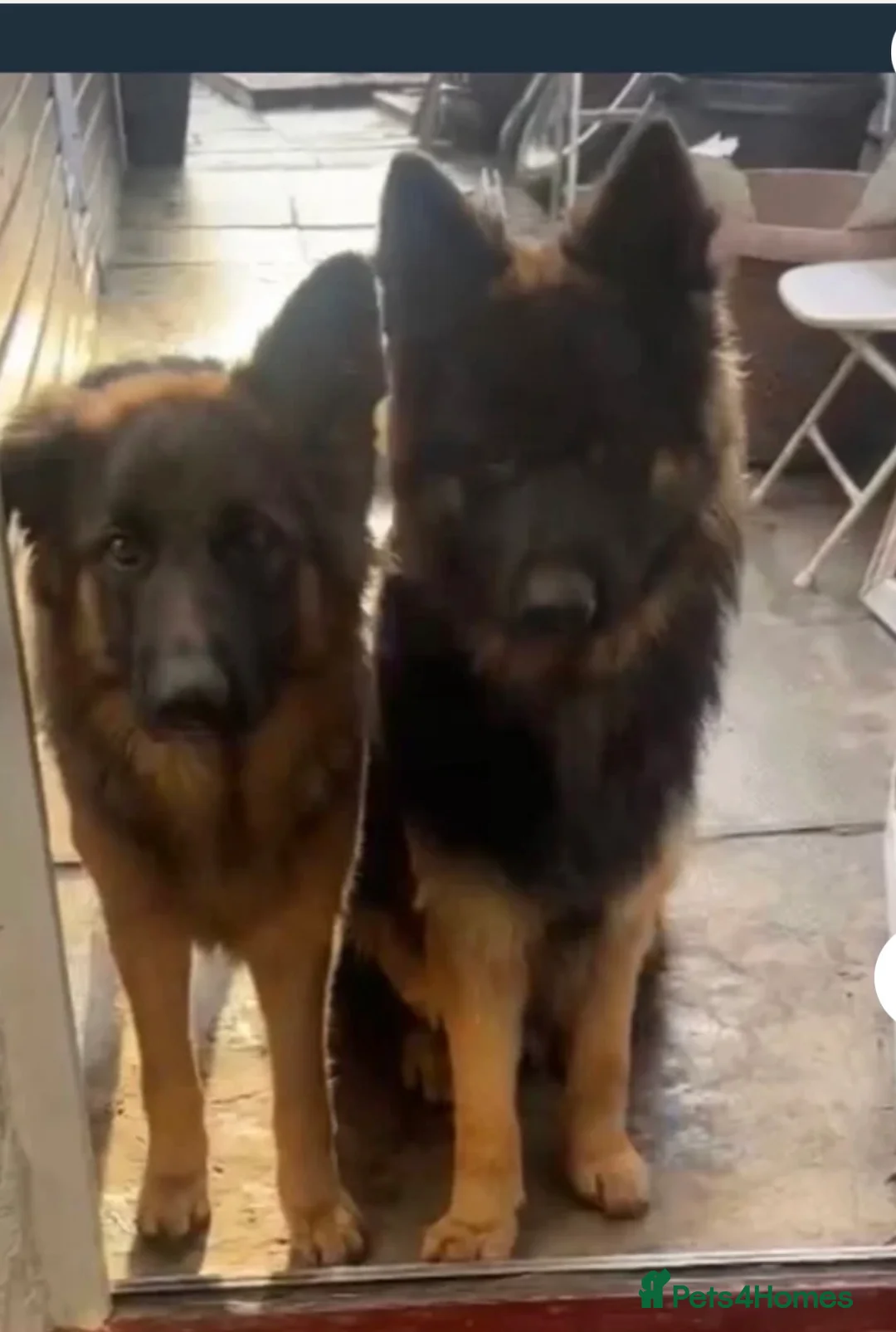 Golden Shepherd dogs for sale: 6 German Shepherd puppies long coat  - Advert 8