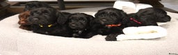 Cockapoo dogs for sale: Beautiful Cockapoos looking for their forever home - Advert 16
