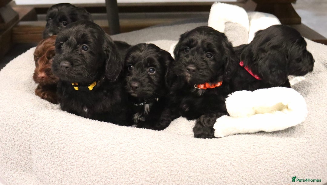 Cockapoo dogs for sale: Beautiful Cockapoos looking for their forever home - Advert 16