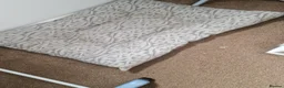 Cavapoo dogs for sale: Cavapoo male 1 year for sale  in Wednesbury - Advert 6