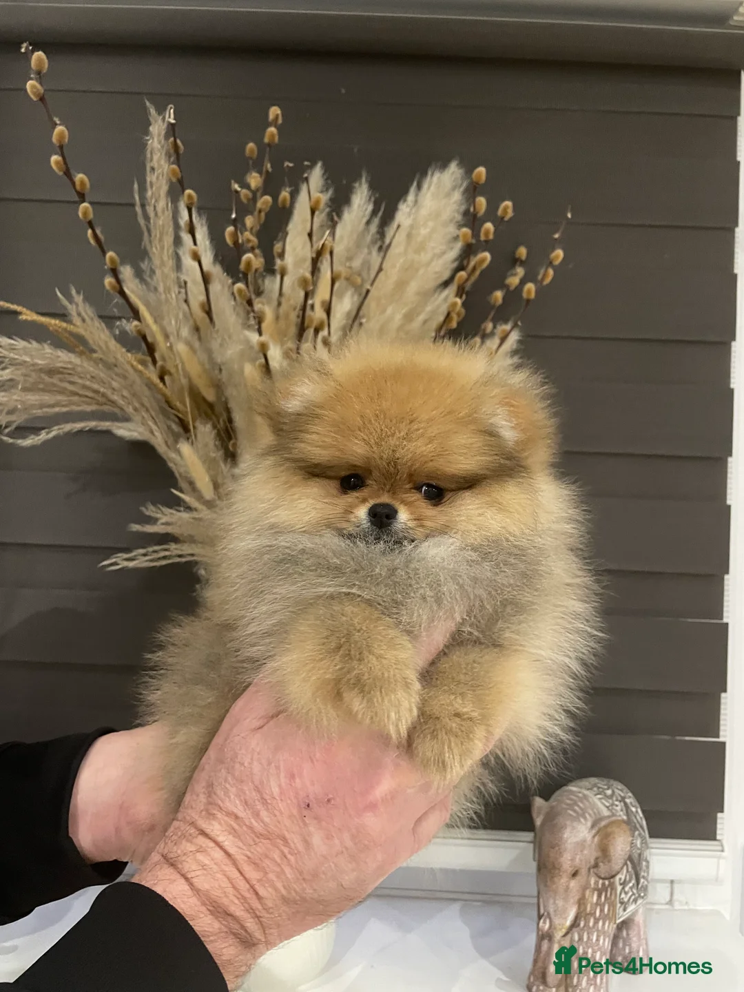 Pomeranian dogs for sale: KC Mini Pomerania  in Bristol - Advert 14