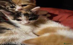 Domestic Shorthair cats for sale: Dog friendly!  - Image 8