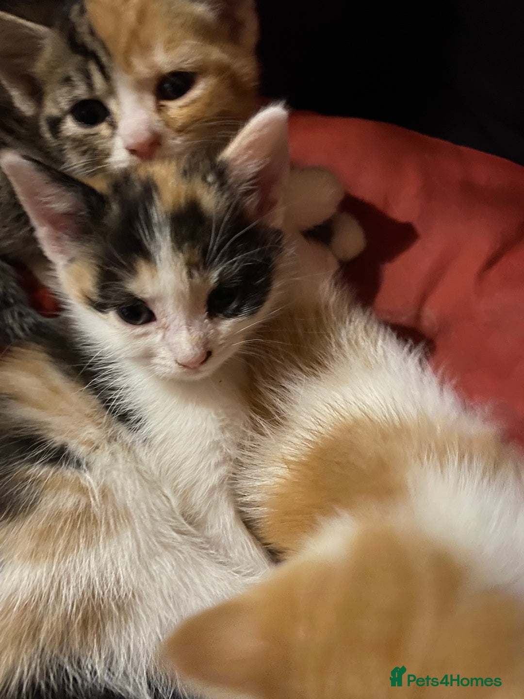 Domestic Shorthair cats for sale: Dog friendly!  - Image 8