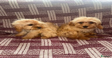 Cavapoo dogs in Leicester - Advert 15