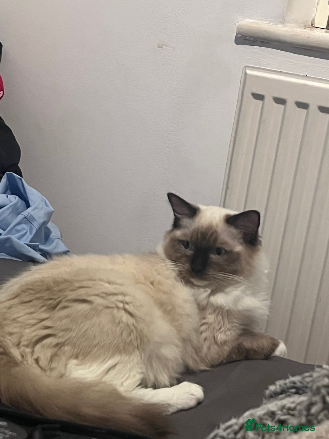 Ragdoll cats for sale: Ragdoll Kitten - Image 2