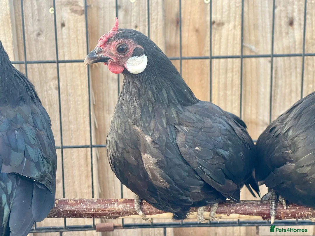 Hens poultry for sale: miniature rosecomb chickens - Advert 1