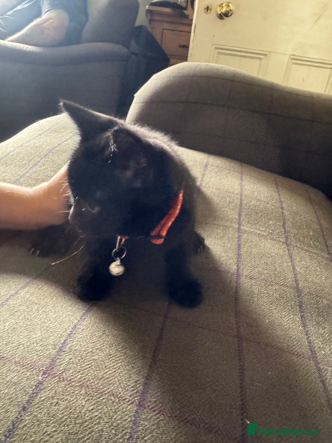 Mixed Breed cats for sale: 3 black British short haired x ragdoll kittens - Image 29