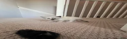Ragdoll cats for sale: ❤️Beautiful Ragdoll Kittens❤️ in Brentwood - Advert 13