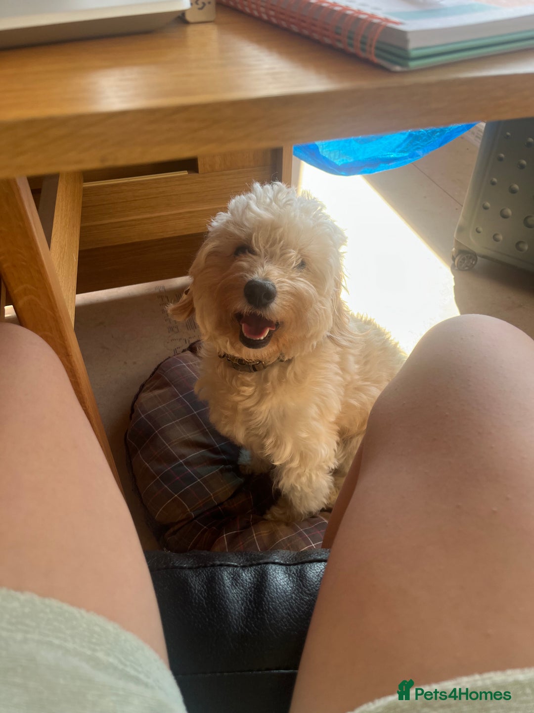 Cockapoo dogs for sale: *READY NOW* F1b Cockapoo Puppies  in Stockton-on-Tees - Image 10