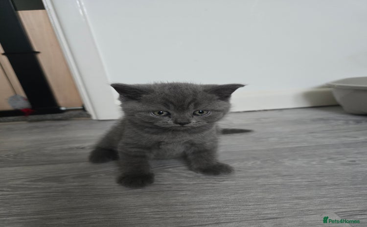 British Shorthair cats - Advert 3