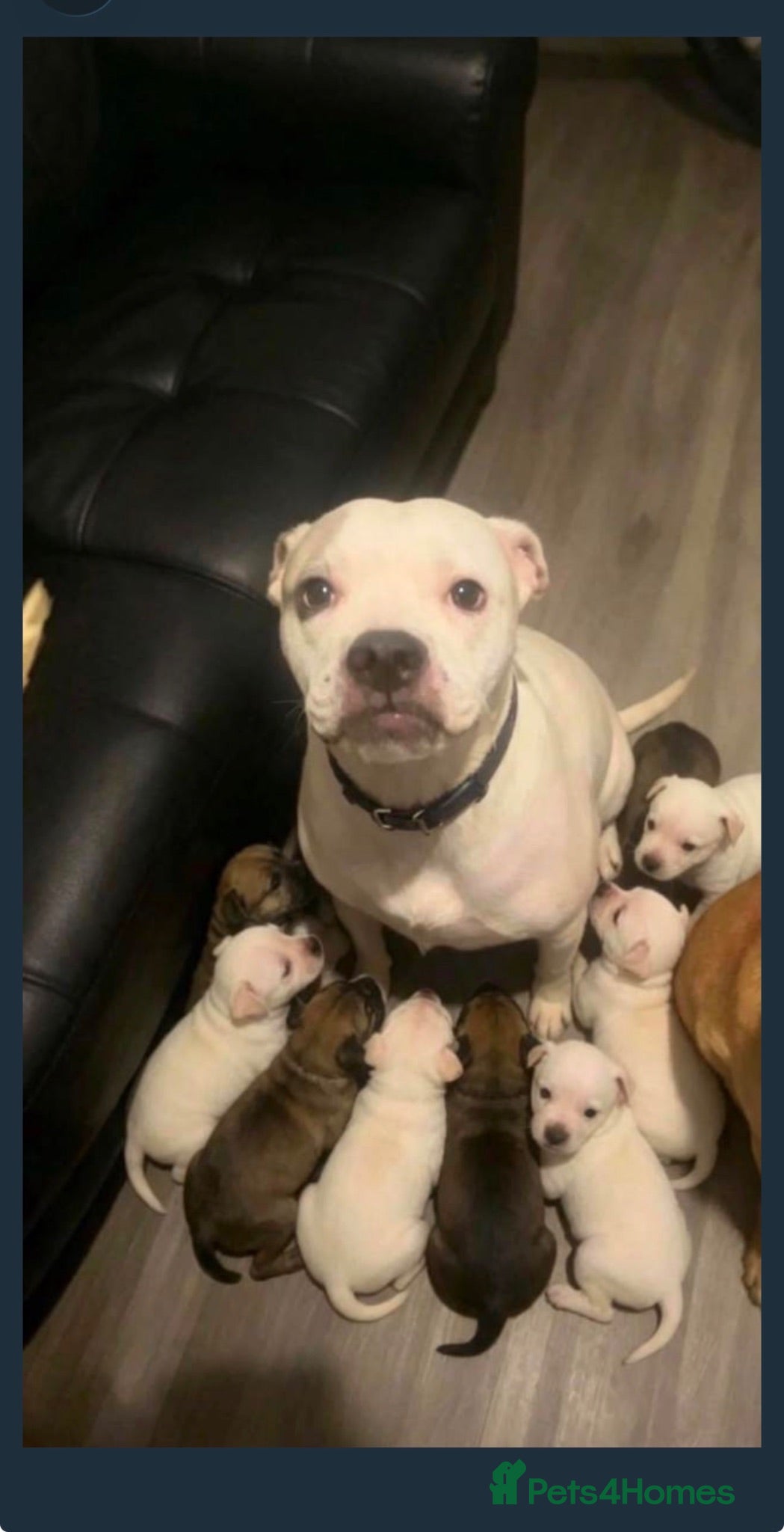 Mixed Breed dogs 10+weeks  - Advert 1