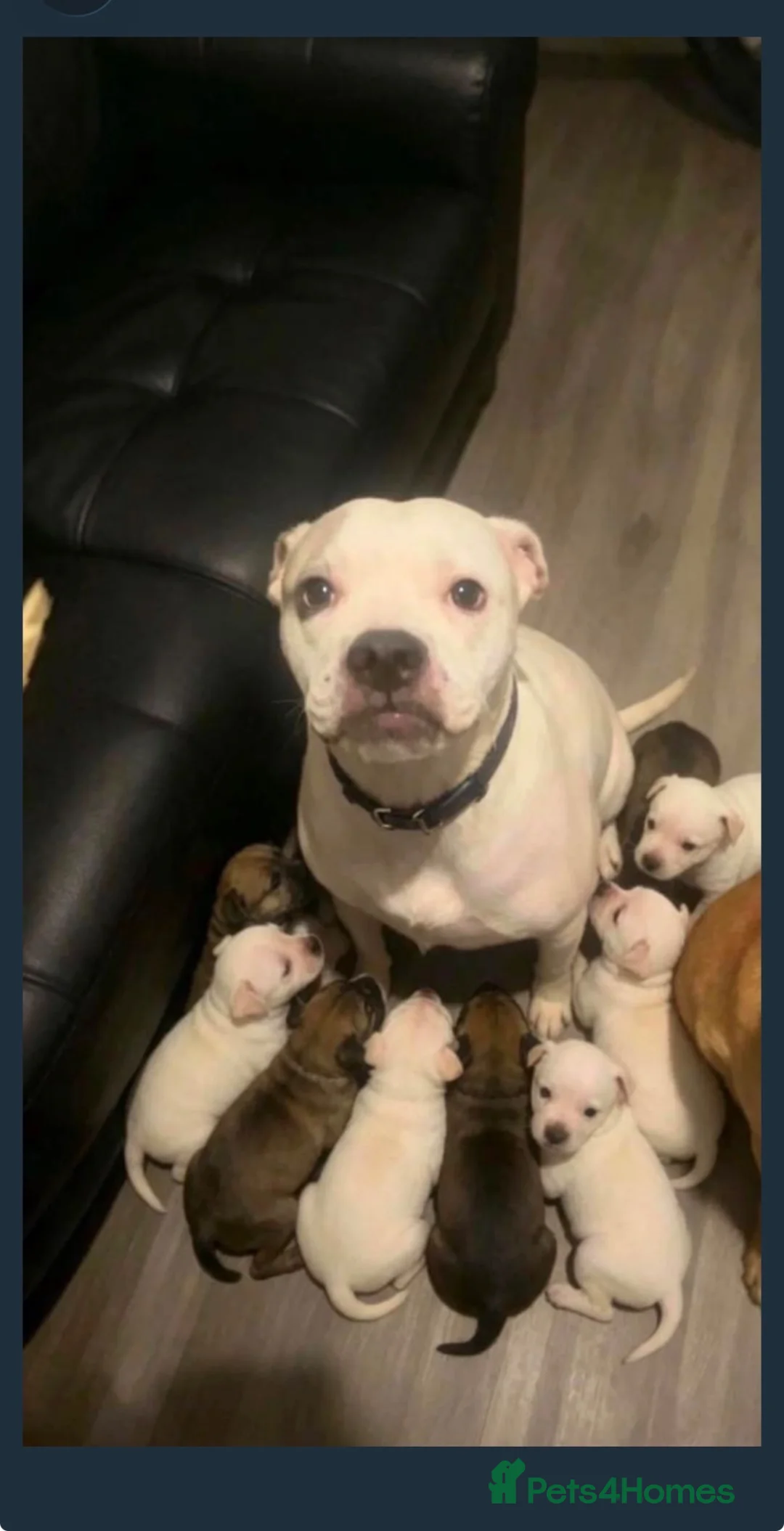 Mixed Breed dogs for sale: 10+weeks  in Bradford - Advert 1