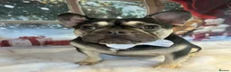 French Bulldog dogs for sale: Male french bulldog - Advert 3
