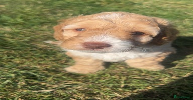 Cockapoo dogs - Advert 2