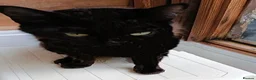 Mixed Breed cats for adoption: BUBBLES - Advert 3