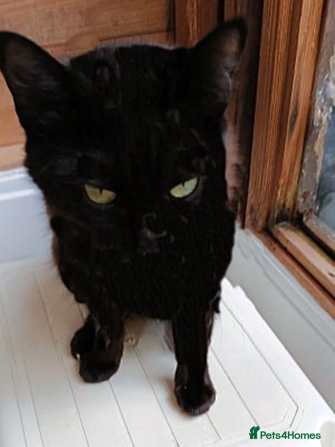 Mixed Breed cats for adoption: BUBBLES - Advert 3