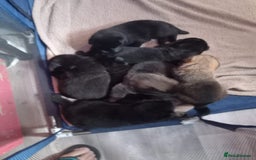 Mixed Breed dogs for sale: Akita cross German shepherd puppies - Image 2