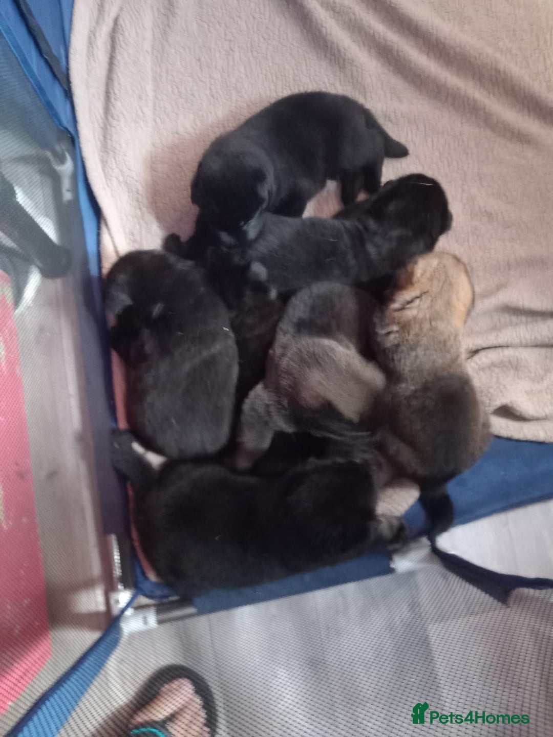 Mixed Breed dogs for sale: Akita cross German shepherd puppies - Image 2