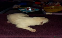 Mixed Breed dogs for sale: Northern Inuit x German shepherd puppies for sale  - Image 3