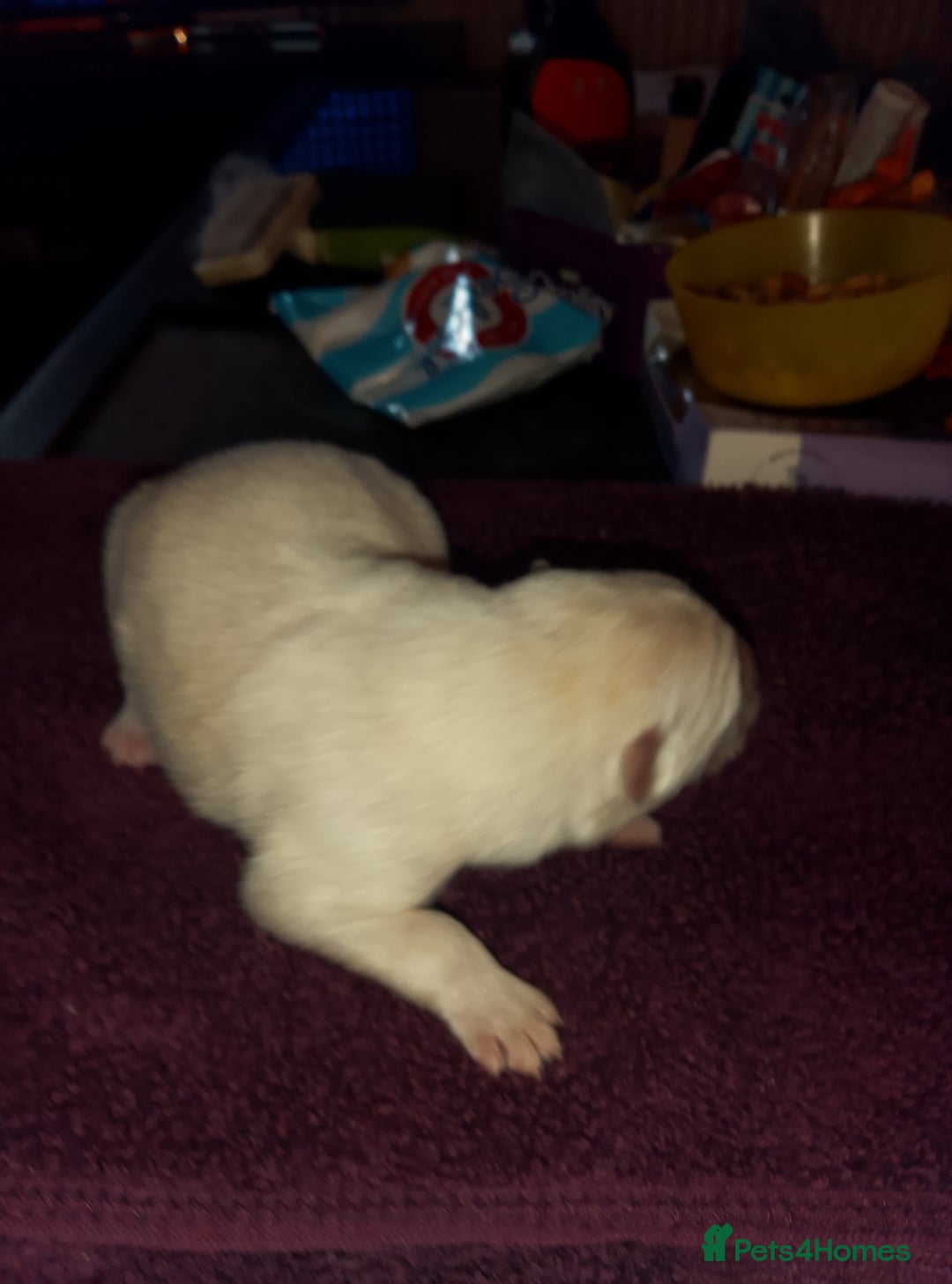 Mixed Breed dogs for sale: Northern Inuit x German shepherd puppies for sale  - Image 3