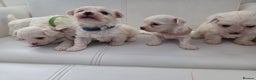Maltese dogs for sale: Minture Mini Maltese puppies  - Advert 1