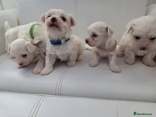 Maltese dogs Maltese puppies - Advert 5