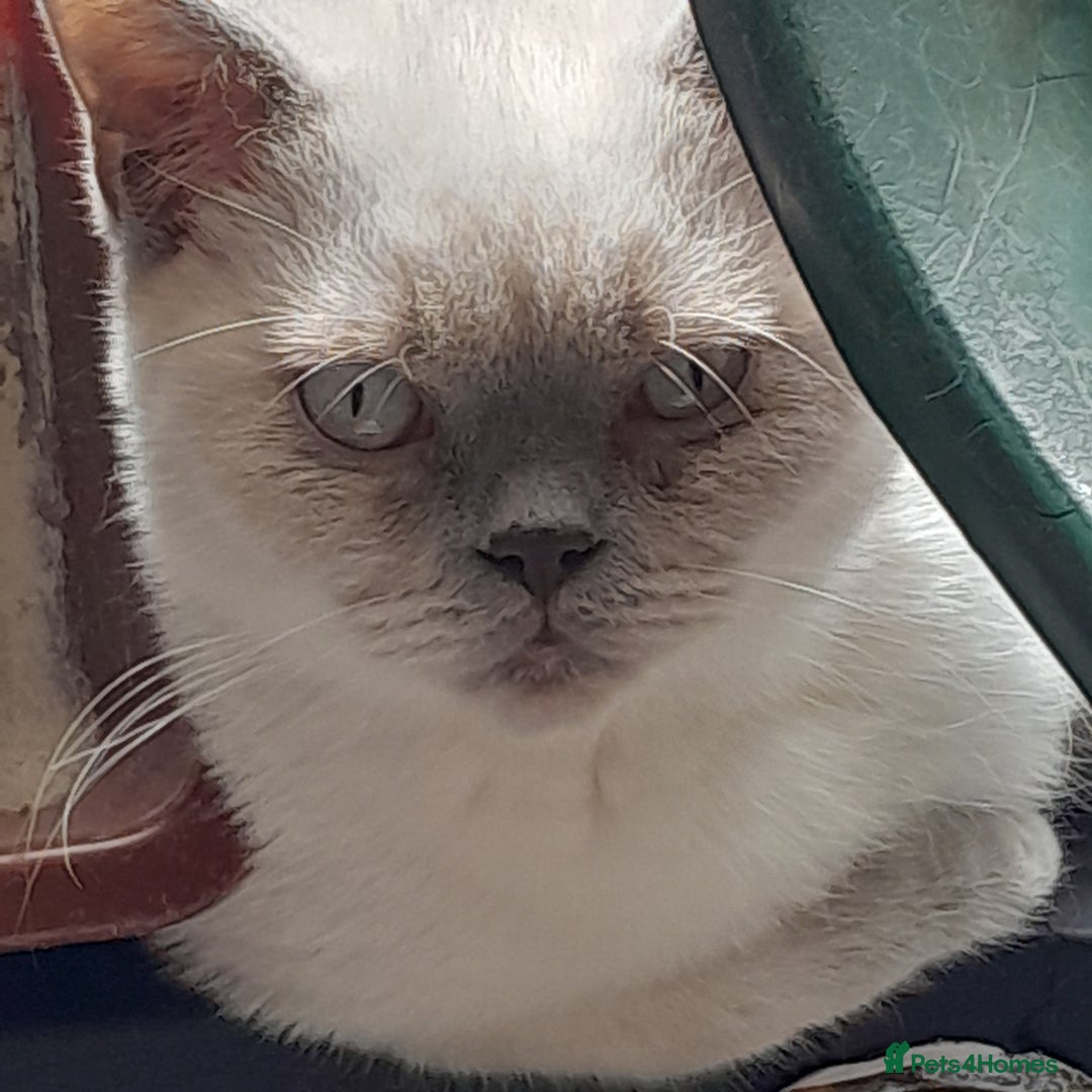 British Shorthair cats for sale: BSH Kitten - Male 5 Mth Old - Lilac Colourpoint - Image 4