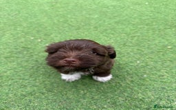 Miniature Schnauzer dogs for sale: Amazing Litter of chocolate schnauzers - Image 9