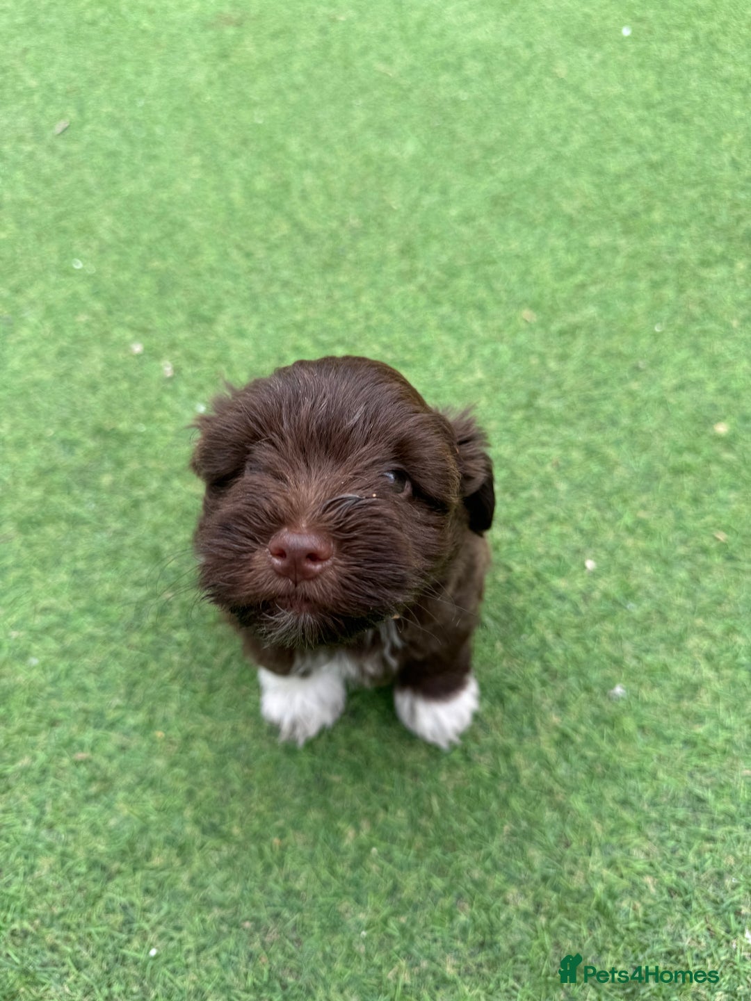 Miniature Schnauzer dogs for sale: Amazing Litter of chocolate schnauzers - Image 9