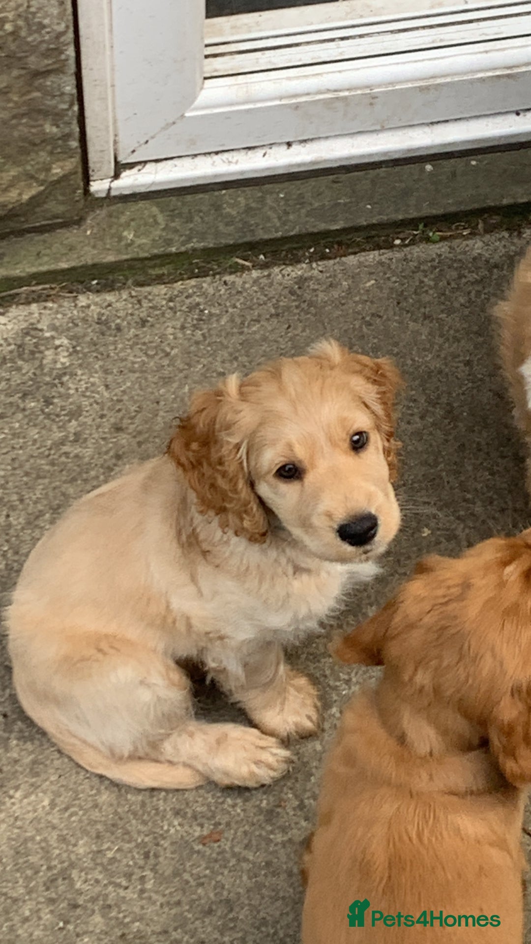 Cockapoo dogs for sale: Cockapoo puppies ready now!!! - Image 23