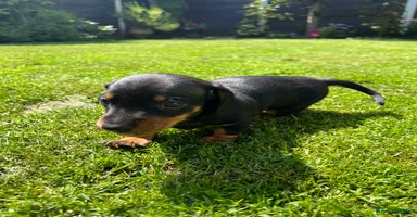 Miniature Dachshund dogs - Advert 4