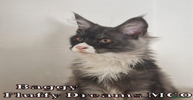 Maine Coon cats - Advert 1