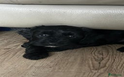 Sproodle dogs for sale: Beautiful litter of F2 Sproodles  - Image 13