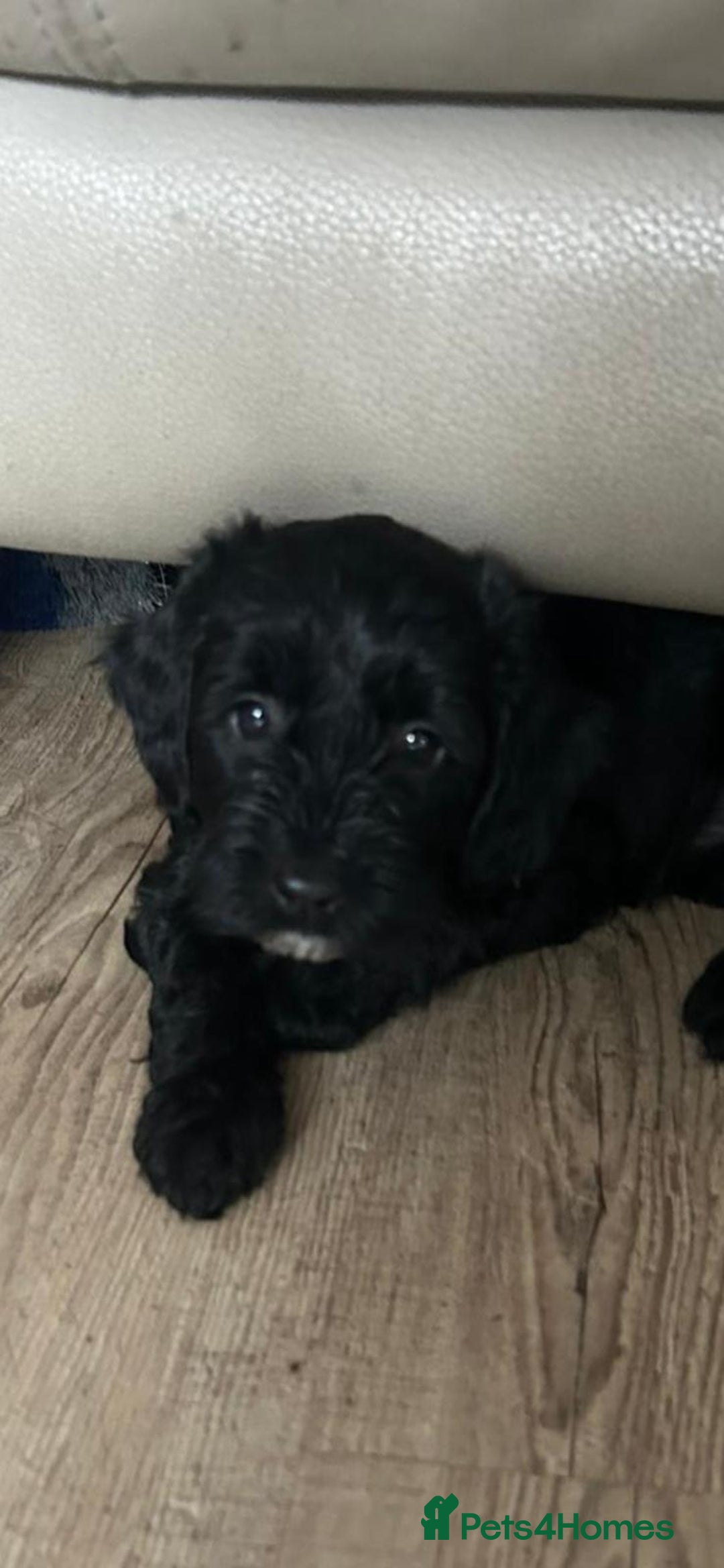 Sproodle dogs for sale: Beautiful litter of F2 Sproodles  - Image 13