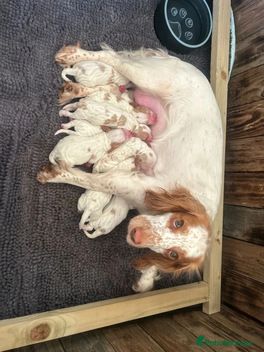 Cocker Spaniel dogs for sale: Gorgeous Cocker Spaniel Boys Left for nice homes in London - Advert 1