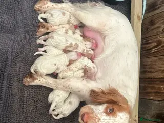 Cocker Spaniel dogs Gorgeous Cocker Spaniel Boys Left for nice homes - Advert 1