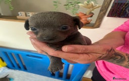 Mixed Breed dogs for sale: REDUCED only 2 left Tiny chiweenie puppy’s  - Image 36